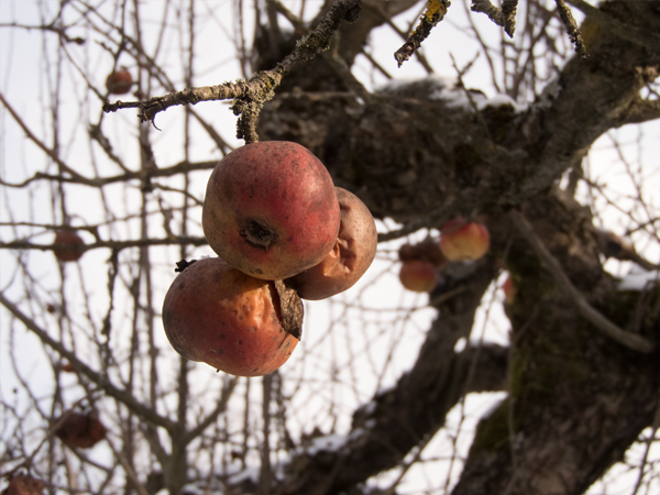 Fotografie mnutzDesign