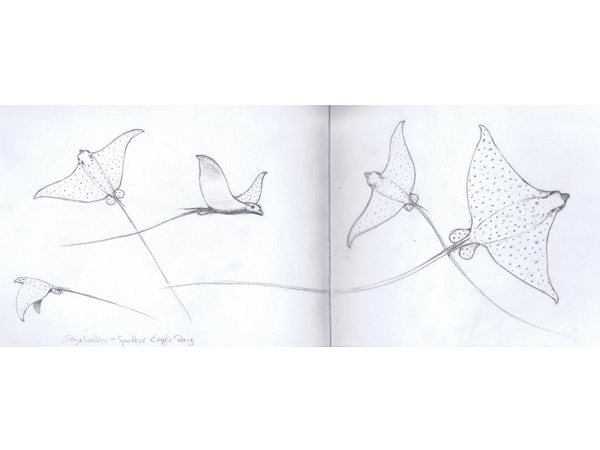 Reiseskizzen Seychellen mnutzDesign