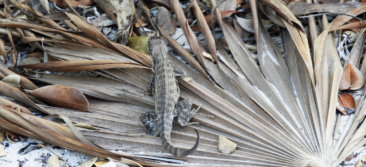 Fotos Bahamas mnutzDesign