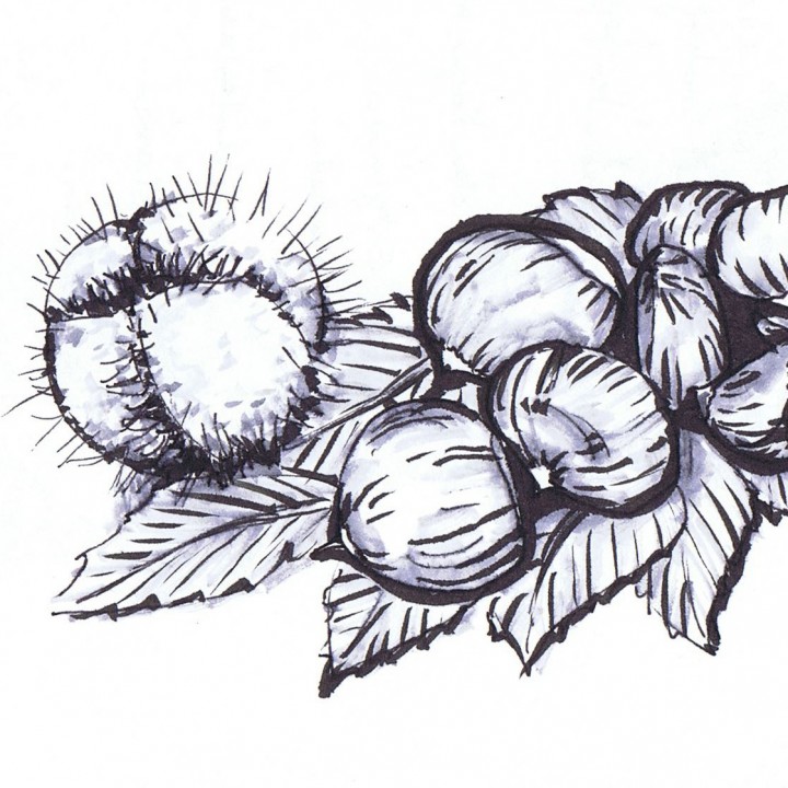 cucuDesign Zeichnen Tankas