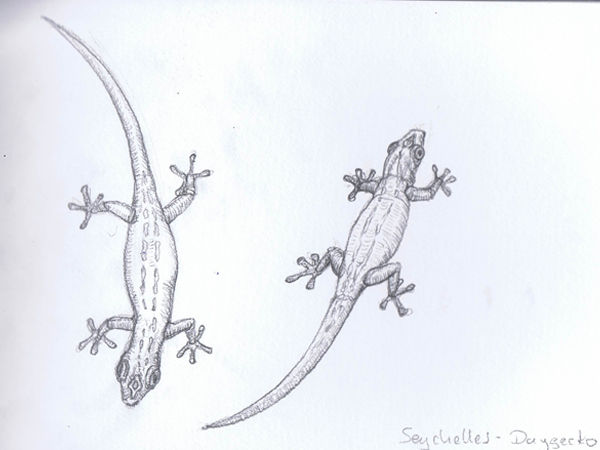 Reiseskizzen Seychellen mnutzDesign