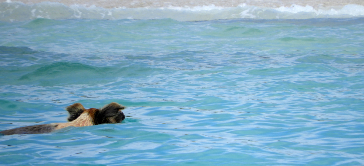 Fotos Bahamas mnutzDesign