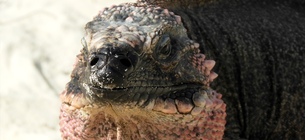 Fotos Bahamas mnutzDesign