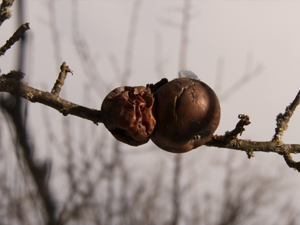 Fotografie mnutzDesign