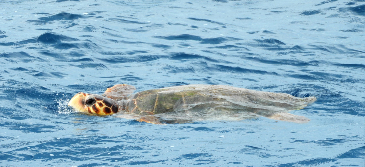 Fotos Bahamas mnutzDesign