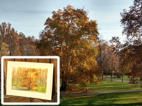 Bäume in Graz Illustration mnutzDesign