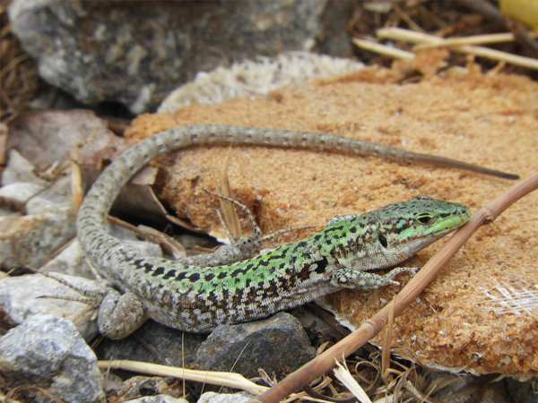 Fotografie mnutzDesign