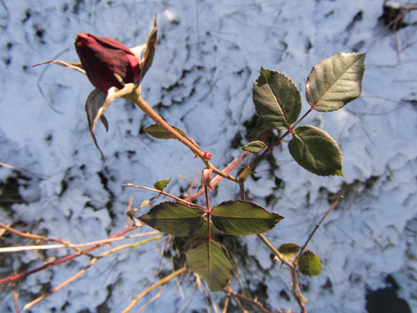 Fotografie mnutzDesign