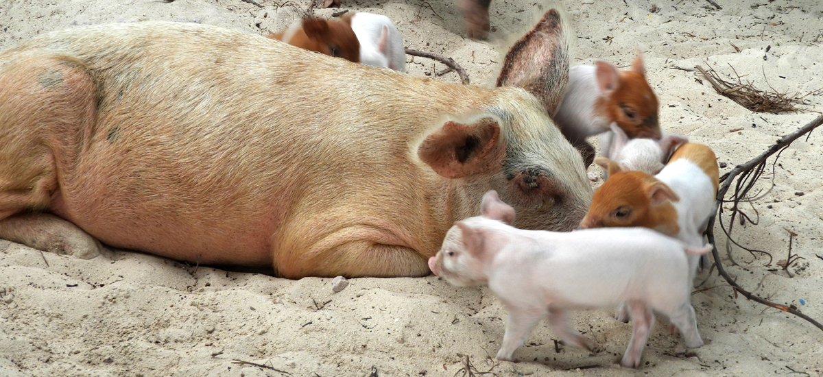 Fotos Bahamas mnutzDesign